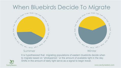 Eastern Bluebird Migration Plus 4 Ways To Help