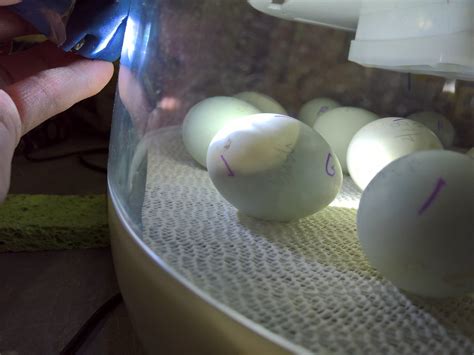 Incubating Geese Eggs Backyard Chickens Learn How To Raise Chickens Backyard Chickens