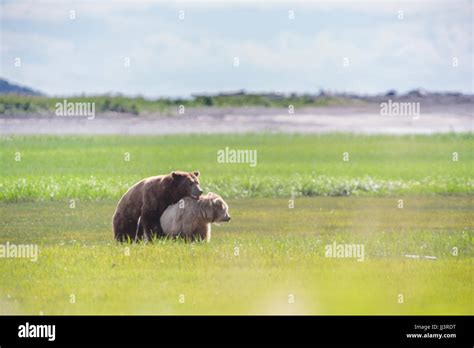 Mating Bears Grizzly Brown Bear Hallo Bay Katmai Nationalpark