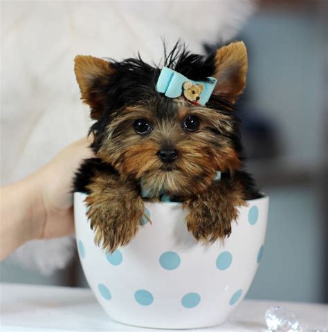 221 Best Cute Yorkie Puppies For Sale Images On Pinterest