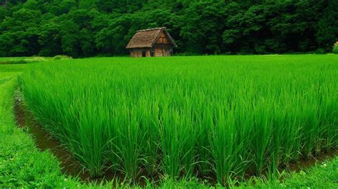 Top Imagen Agriculture Background Hd Thpthoanghoatham Edu Vn