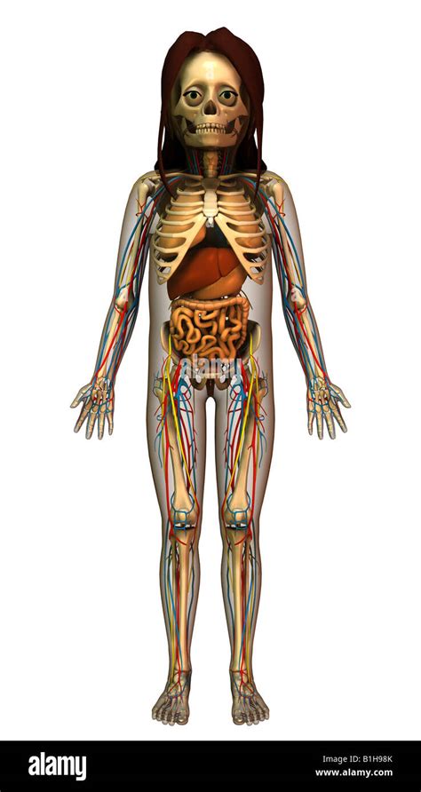 Anatomía El esqueleto con órganos Fotografía de stock Alamy