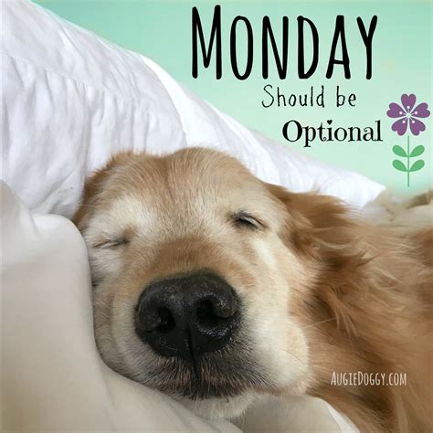 Monday is the first day of the work week. AugieDoggy.com on Twitter: "Monday should be optional! # ...