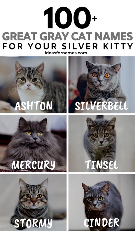 Babe Names For Gray Cats Grey Cat Names Cute Pet Names Grey Kitten Names Photos