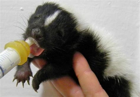 Skunk Baby Baby Animal Zoo