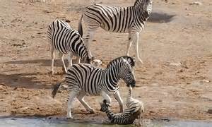 Zebra Mother Tries To Defend Foal From Aggressive Rivals