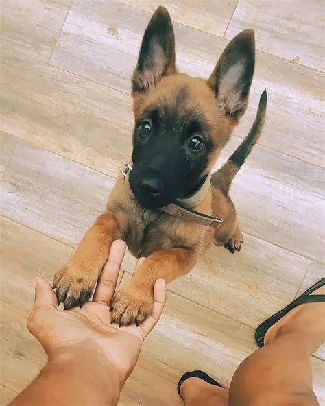 Belgian Malinois World 🌐 On Instagram Cute Or Not😍 Follow 👉malinois