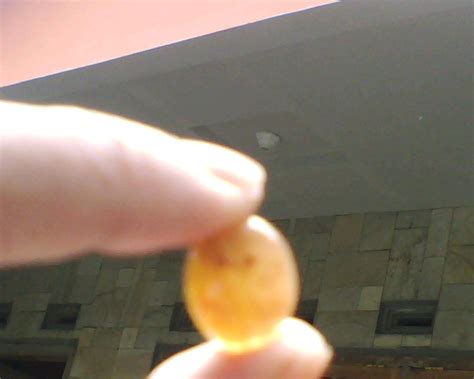 Zat warna coklat pada ganggang disebut. Badar Tawon (Batuan Fosil Terumbu Karang, Rumput Laut ...