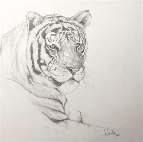 Original tigre dibujo a lápiz Nicolae Arte artista Etsy