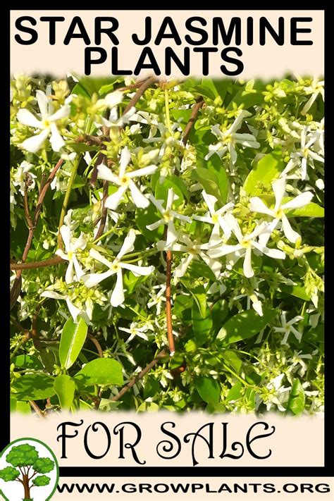 Typical preparations creams, washes, liniments, teas, and infusions. Star jasmine plants for sale - Grow plants