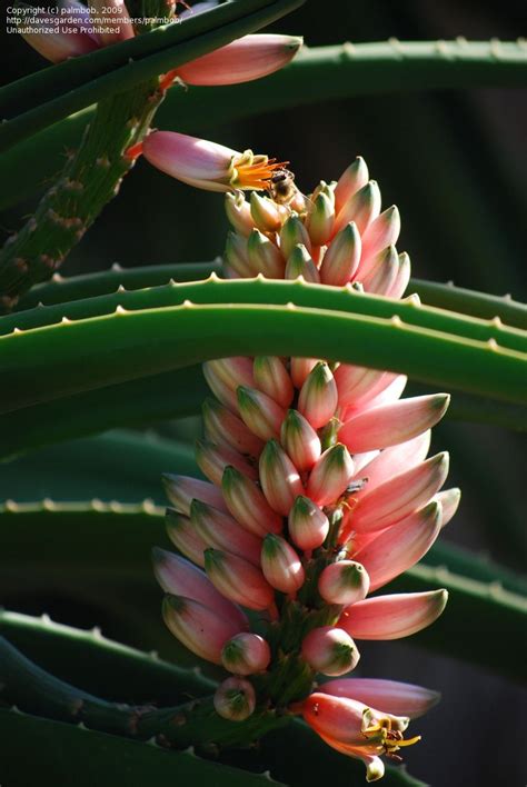 Are you talking about the photo of the giant aloe vera plants on this blog that have been. PlantFiles Pictures: Giant Tree Aloe (Aloe barberae) by ...