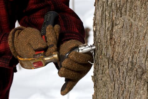 Tree Tapping Isnt Just For Maples