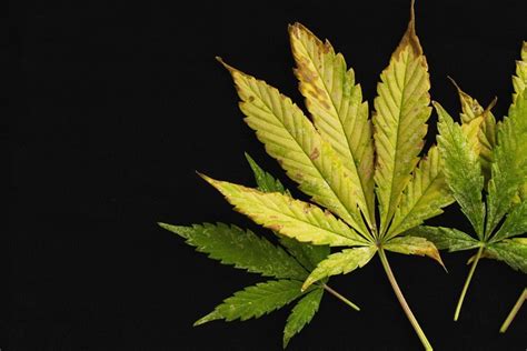 Why Are Cannabis Leaves Turning Yellow And How To Fix It
