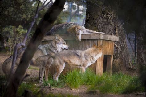 The California Wolf Center In Julian Celebrates Halloween With Howl O
