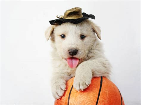 Dog Basketball Puppy Play Stock Photos Pictures And Royalty Free Images
