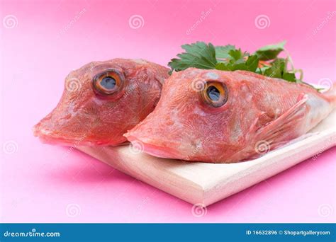 Red Gurnard Fish Closeup Stock Photo Image Of Isolated 16632896
