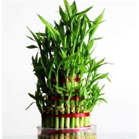 Lucky Bamboo 4 Layer Buy Online At Cheap Price India On