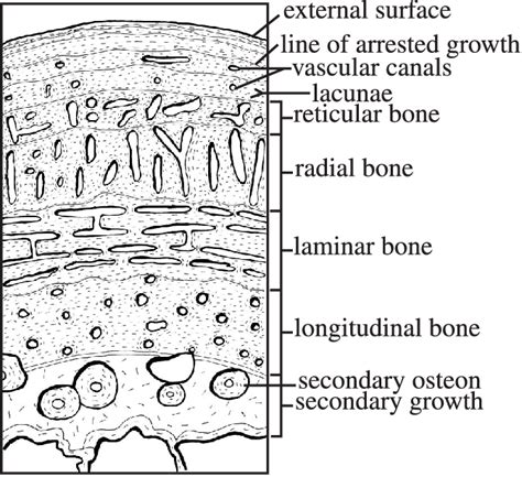 Check spelling or type a new query. Schematic sketch of cortical fibrolamellar bone histology. Each of the... | Download Scientific ...
