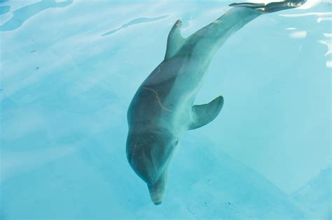 Rescued Bottlenose Dolphin At Seaworld Orlando