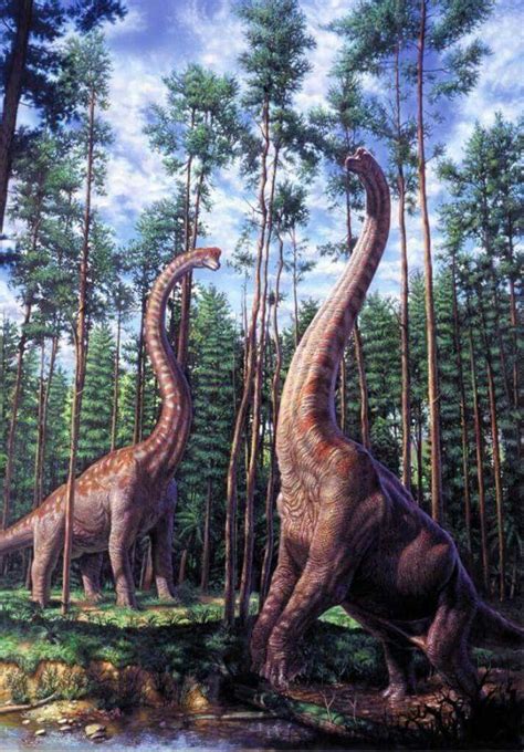 A Pair Of Brachiosaurus Altithorax Feeding On Tree Tops Ancient