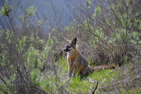 Catalina Island Gray Fox By Kiloueka On Deviantart