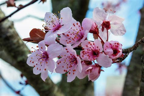 Cherry Blossoms Bursting Open Photograph By Denise Harty