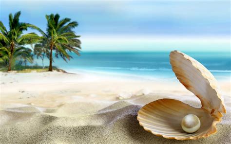 Seashell Wallpapers Top Free Seashell Backgrounds Wallpaperaccess