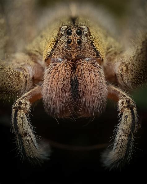 Deadly Spiders In The World