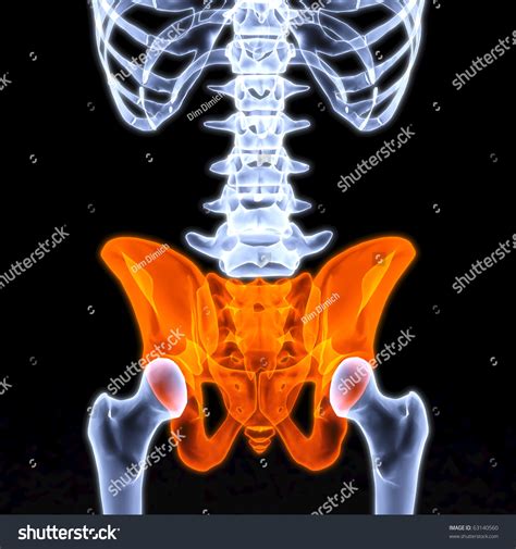 Male Pelvis Under The X Rays Pelvis Is Highlighted In Red Stock Photo