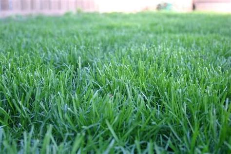 Understanding The 8 Main Grass Types