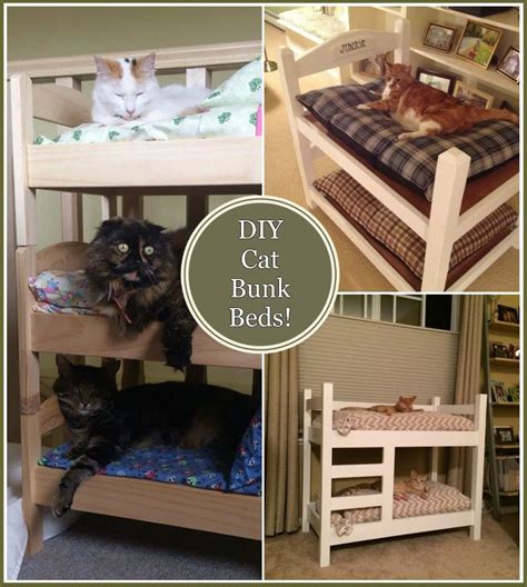 Diy Cat Bunk Beds Nfy Animal Lovers Pinterest Bunk Bed
