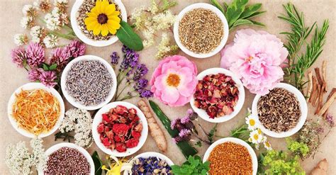 8 healing herbs you need to know about
