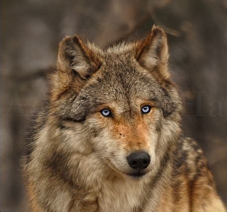 Beautiful Wolf On Tumblr