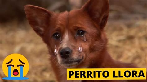 6 Emotivos Reencuentros De Animales Con Sus Dueños Parte 2 Youtube