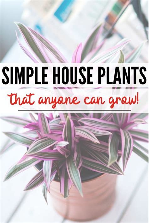 Easy House Plants 16 Plants That Will Survive In 2020 With Images