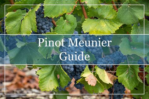 Learn About Pinot Meunier Wine Winepros