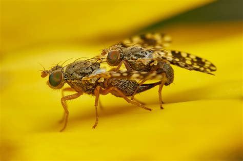 Fruit Flies Prioritize Sex Over Survival