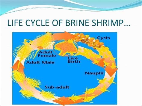 Artemia And Its Importance In Shellfish Nutrition Brine