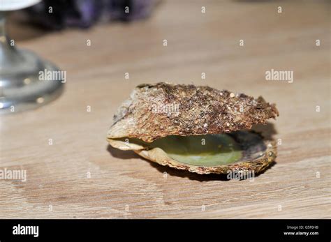 Open Oyster Shell Stock Photo Alamy