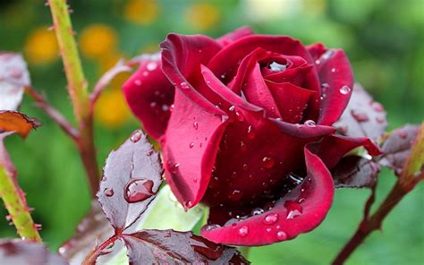 Dreamstime is the world`s largest stock photography community. Flowers Rose Flower Dark Red Rose Green Leaves Rain Drops ...