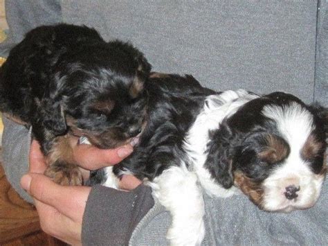 Puppyfinder.com is your source for finding an ideal puppy for sale near toledo, ohio, usa area. King Charles Cavalier puppies... for Sale in Toledo, Ohio ...