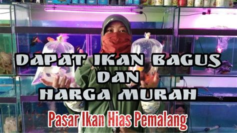 #ikanhias #kecilkecil #hanyahobbyterimakasih sudah meluangkan waktu nya di vidio ini saya memperlihatkan keindahan ikan meskipun harga murah tapi memiliki. Beli ikan murah di pasar ikan hias pemalang - YouTube