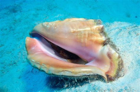 Queen Conch Bahamas Stock Photo Getty Images