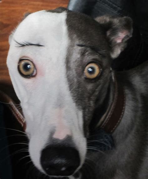 24 Dogs With Eyebrows To Make Your Day Better Page 23 Animal