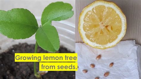 How To Grow Lemon Tree From Seeds Youtube