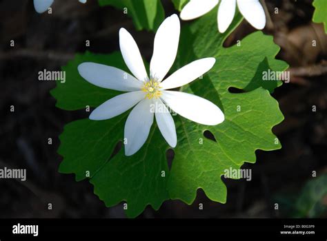 Sanguinaria Canadensis Bloodroot Has A Bright Red Coloured Sap That