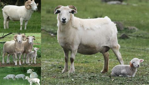 Wiltshire Horn Sheep Breed Everything You Need To Know
