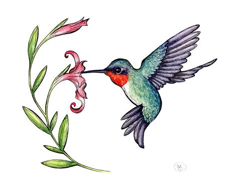 Humming Bird Drawings Clipart Best
