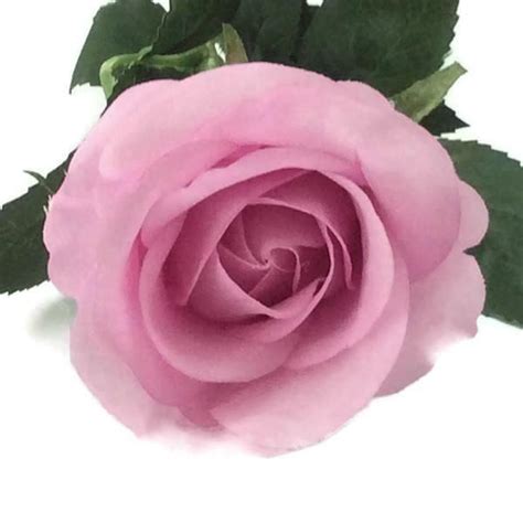 There are so many stunning australian native flowers to choose from. Lavender Real Touch Open Bloom GL12788 - GL12788 ...