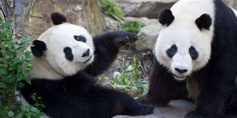 Giant Panda Facts Adelaide Zoo